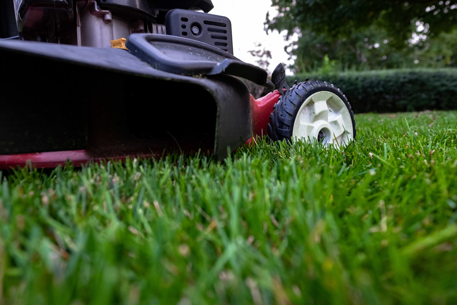 Lawn mower cutting grass