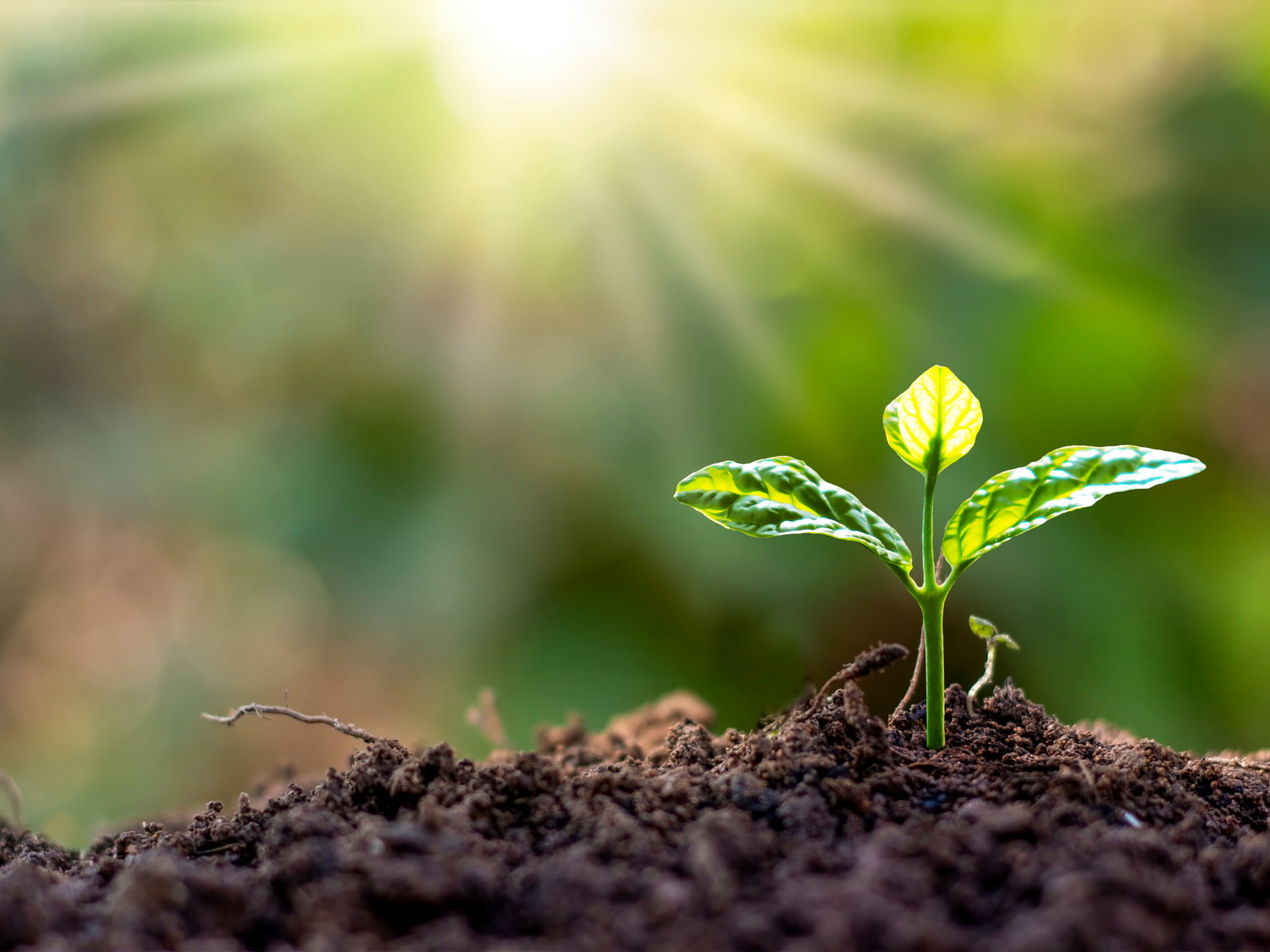 Interaction of Cations Ca, Mg & K in the Soil