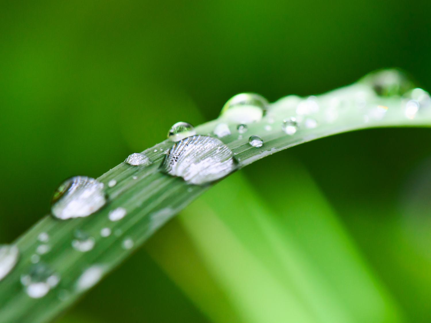 Water Droplet on Grass