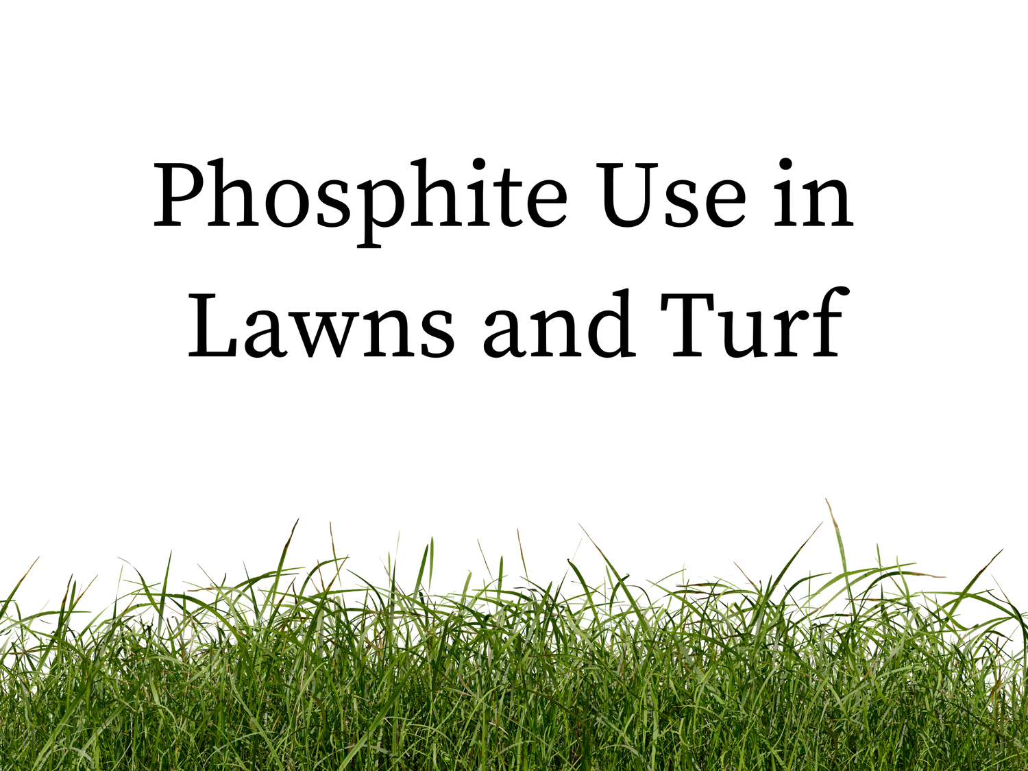 Phosphite Use in Lawns and Turf: A Powerful Tool for Promoting Health and Resilience