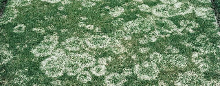 Snow Mold
